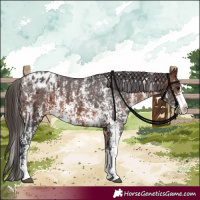 Horse Color:Bay Sabino Splash Appaloosa  and Bay Sabino Splash Appaloosa 