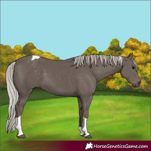 Horse Color:Silver Black Tobiano 