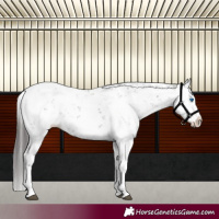 Horse Color:Grullo Sabino Splash Blanket 