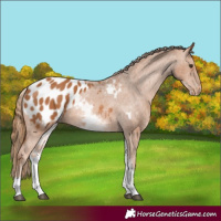 Horse Color:White Spotted Chestnut Appaloosa 