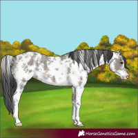 Horse Color:Grullo Sabino Rabicano