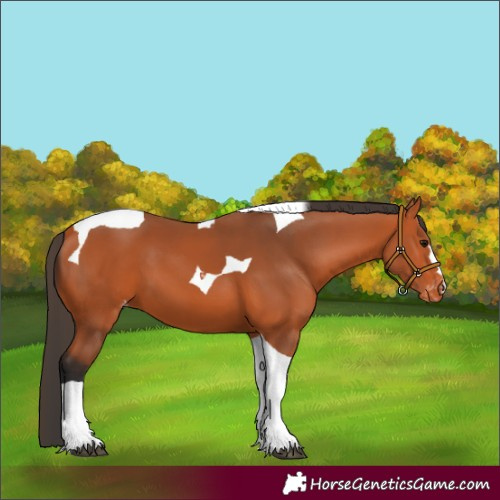 Horse Color:Bay Tobiano Varnish 