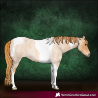 Horse Color:Red Roan Tobiano 