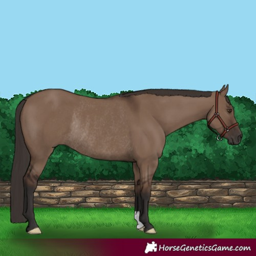 Horse Color:Liver Red Dun Rabicano 