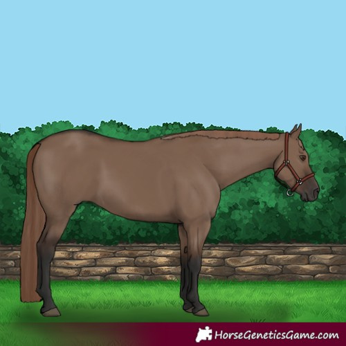 Horse Color:Liver Red Dun 