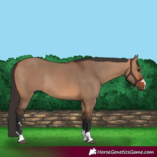 Horse Color:Bay Dun Rabicano 