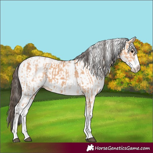 Horse Color:White Spotted Bay Dun Rabicano  and White Spotted Amber Champagne Dun Rabicano 