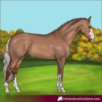 Horse Color:Chocolate Silver Brown Dun 