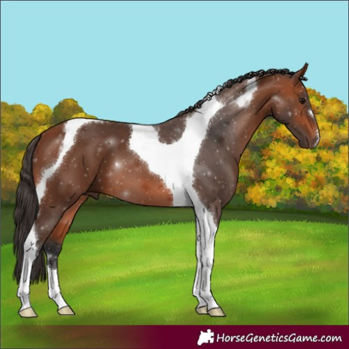Horse Color:Bay Tobiano 