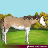 Horse Color:Sable Cream Champagne Splash 