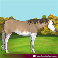 Horse Color:Sable Cream Champagne Splash 