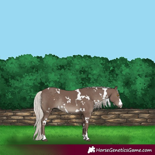 Horse Color:White Spotted Silver Black Rabicano 