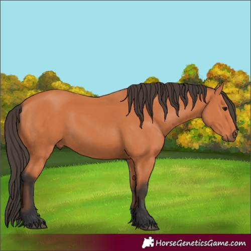 Horse Color:Unknown 