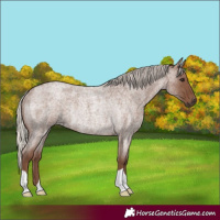 Horse Color:Silver Blue Roan Rabicano 