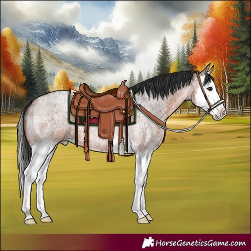 Horse Color:Brown Roan Splash 