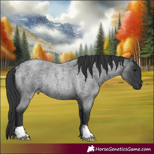 Horse Color:Blue Roan Rabicano 
