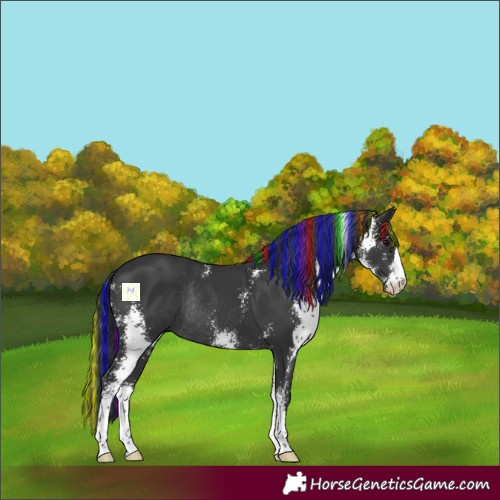 Horse Color:Painted Black Sabino Rabicano 