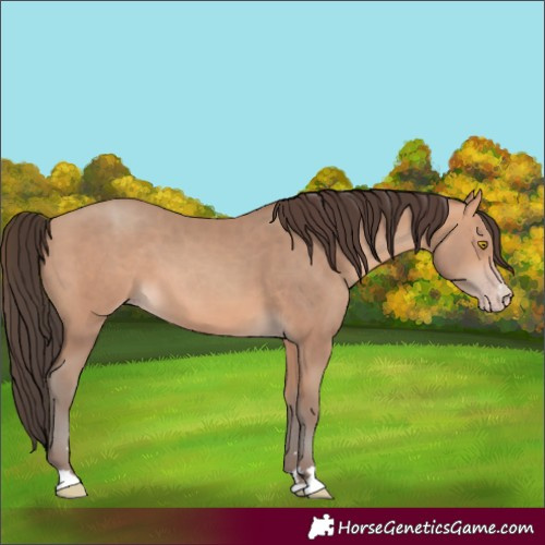 Horse Color:Amber Champagne 