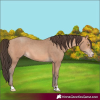 Horse Color:Amber Champagne 