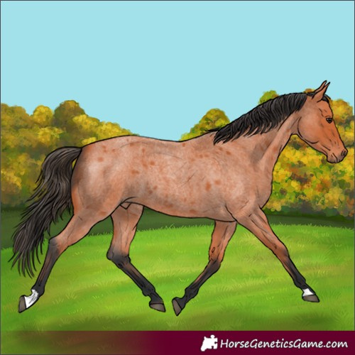 Horse Color:Bay Roan 