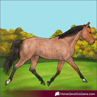 Horse Color:Bay Roan