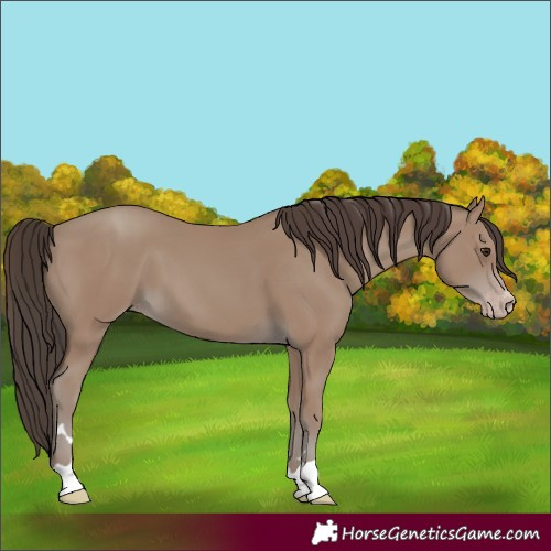 Horse Color:Classic Champagne 