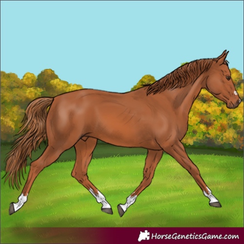 Horse Color:Chestnut 
