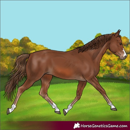 Horse Color:Chestnut 