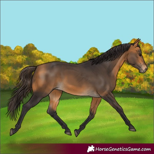 Horse Color:Buckskin 