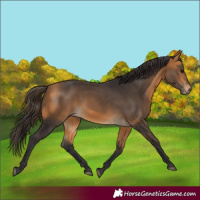 Horse Color:Buckskin 