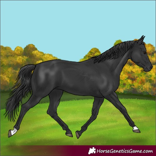 Horse Color:Black 