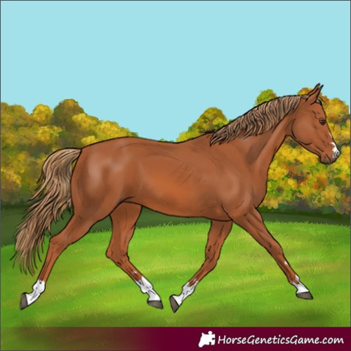 Horse Color:Chestnut 