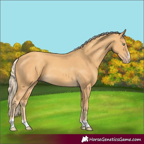 Horse Color:Gold Cream Champagne 