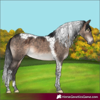 Horse Color:Brown Dun Mushroom Tobiano 