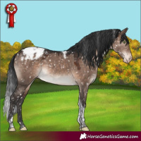 Horse Color:Brown Dun Mushroom Tobiano Appaloosa