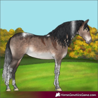 Horse Color:Brown Dun Mushroom Tobiano 