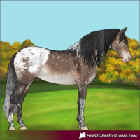 Horse Color:Brown Dun Mushroom Tobiano Appaloosa 