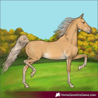 Horse Color:Palomino Dun Rabicano 