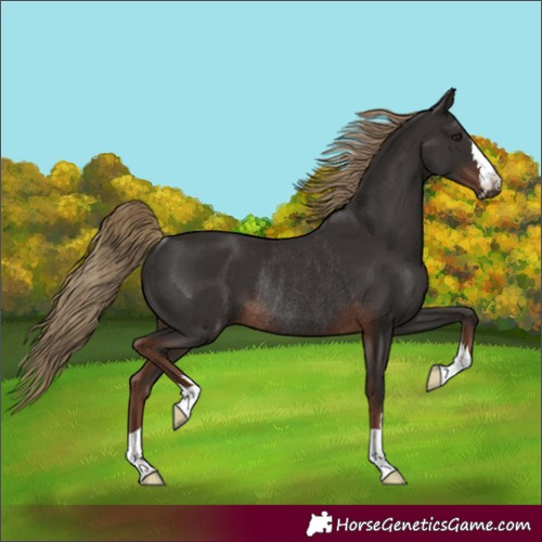 Horse Color:Liver Chestnut Rabicano 
