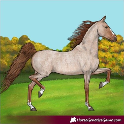 Horse Color:Red Dun Roan 