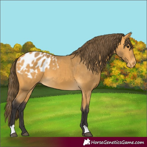 Horse Color:Buckskin Appaloosa