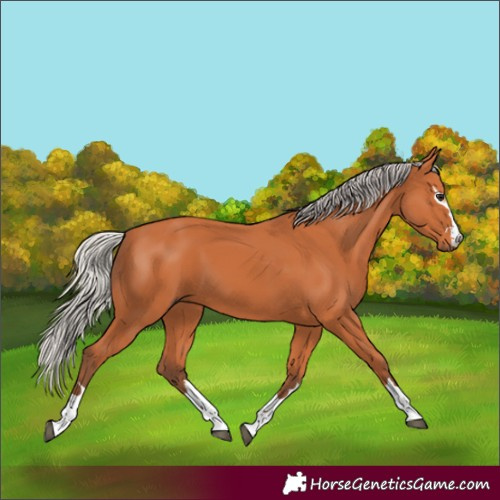 Horse Color:Silver Bay 