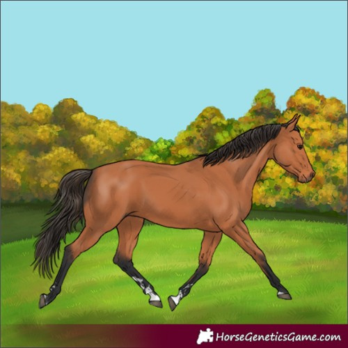 Horse Color:Bay 