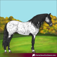 Horse Color:Black Appaloosa