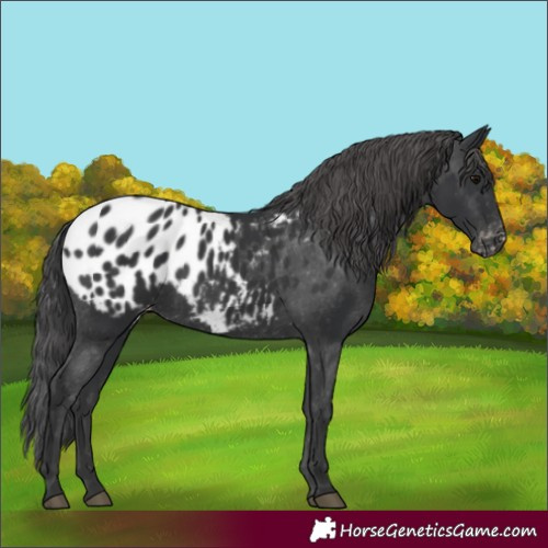 Horse Color:Black Appaloosa 