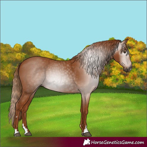 Horse Color:Gray Chestnut 