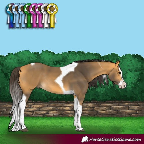 Horse Color:Buckskin Splash Tobiano Rabicano 