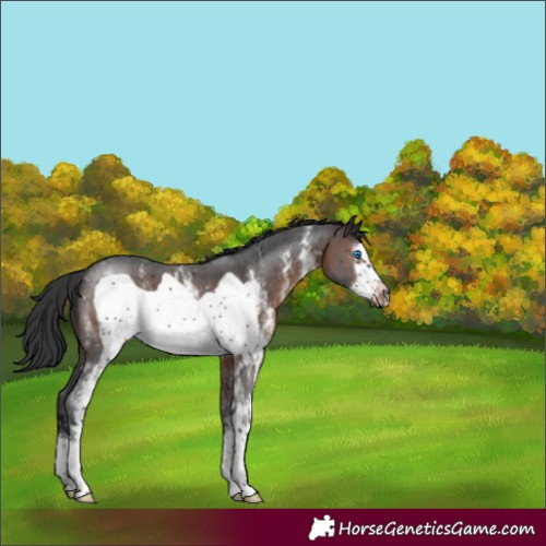 Horse Color:Brown Sabino Frame 