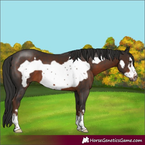Horse Color:Liver Chestnut Frame 