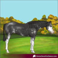 Horse Color:Smoky Black Sabino 